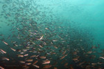 Banc de Cyprichromis