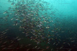 banc de Cyprichromis spp.