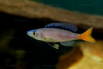 Cyprichromis leptosoma