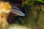 Cyprichromis leptosoma