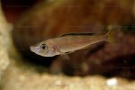 Cyprichromis leptosoma