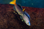 Cyprichromis leptosoma