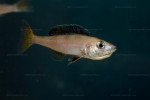 Cyprichromis leptosoma