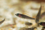 Cyprichromis leptosoma