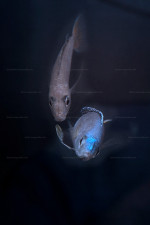 Cyprichromis leptosoma