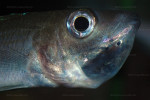 Cyprichromis leptosoma