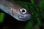 Cyprichromis leptosoma
