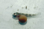 Cyprichromis leptosoma