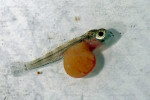 Cyprichromis leptosoma