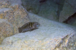 E. marksmithi