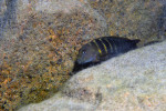 E. marksmithi