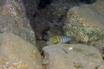 E. marksmithi