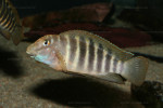 E. marksmithi