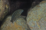 Eretmodus cyanostictus