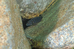 Eretmodus cyanostictus