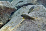 Eretmodus cyanostictus
