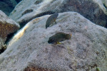 Eretmodus cyanostictus