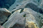 Eretmodus cyanostictus