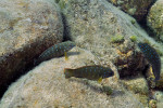 Eretmodus cyanostictus