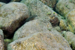 Eretmodus cyanostictus