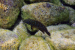 Eretmodus cyanostictus