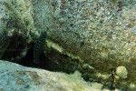 Eretmodus cyanostictus