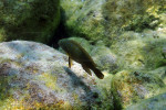 Eretmodus cyanostictus