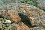 Eretmodus cyanostictus