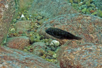 Eretmodus cyanostictus