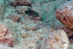Eretmodus cyanostictus