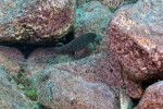 Eretmodus cyanostictus