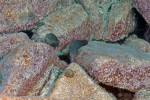 Eretmodus cyanostictus