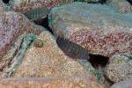 Eretmodus cyanostictus