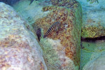 E. marksmithi
