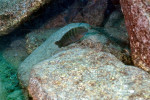 E. marksmithi