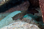 E. marksmithi
