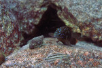 E. marksmithi