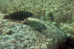 E. marksmithi