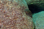 E. marksmithi