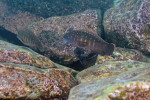Eretmodus cyanostictus