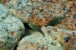 E. cyanostictus