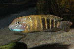 E. sp. ubwari