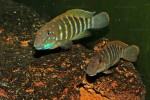 E. sp. ubwari