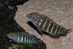 E. sp. ubwari