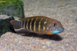 E. sp. ubwari