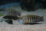 E. sp. ubwari