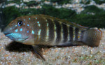 E. sp. ubwari