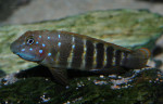 E. sp. ubwari