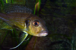 Greenwoodochromis abeelei