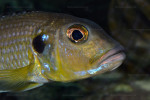 Greenwoodochromis abeelei
